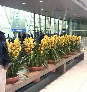 Incheon, our favorite airport!